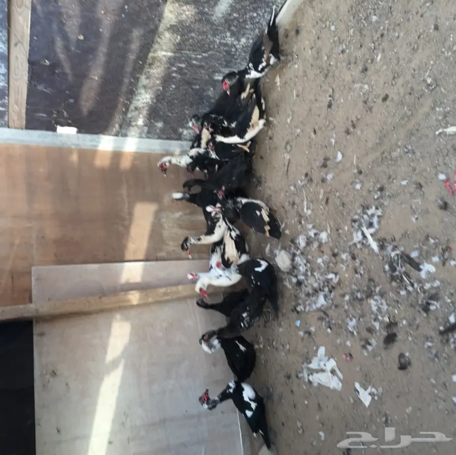 بط  بلدي للبيع (image 2)