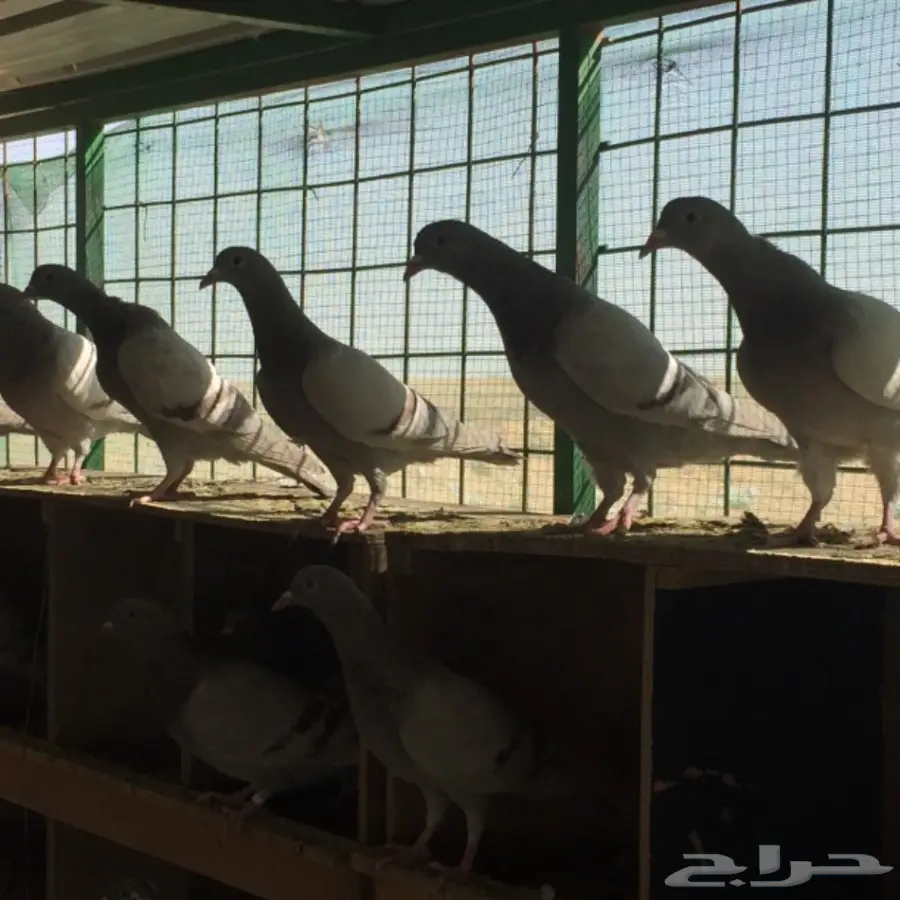  للبيع حمام فرنسي سلفر ( طبات )