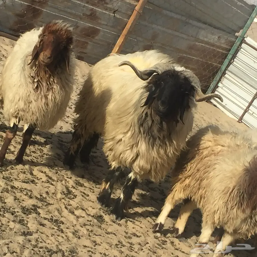 غنم نعيم الخفجي (image 9)