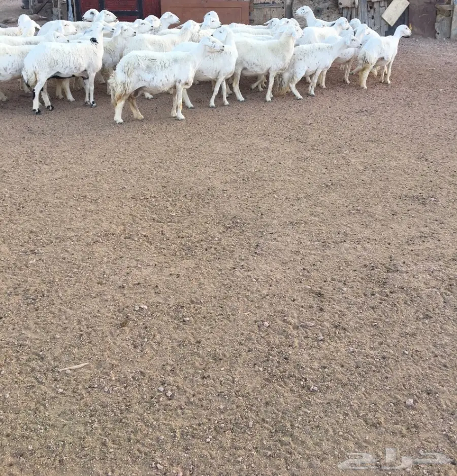 غنم العدد 45 (image 3)