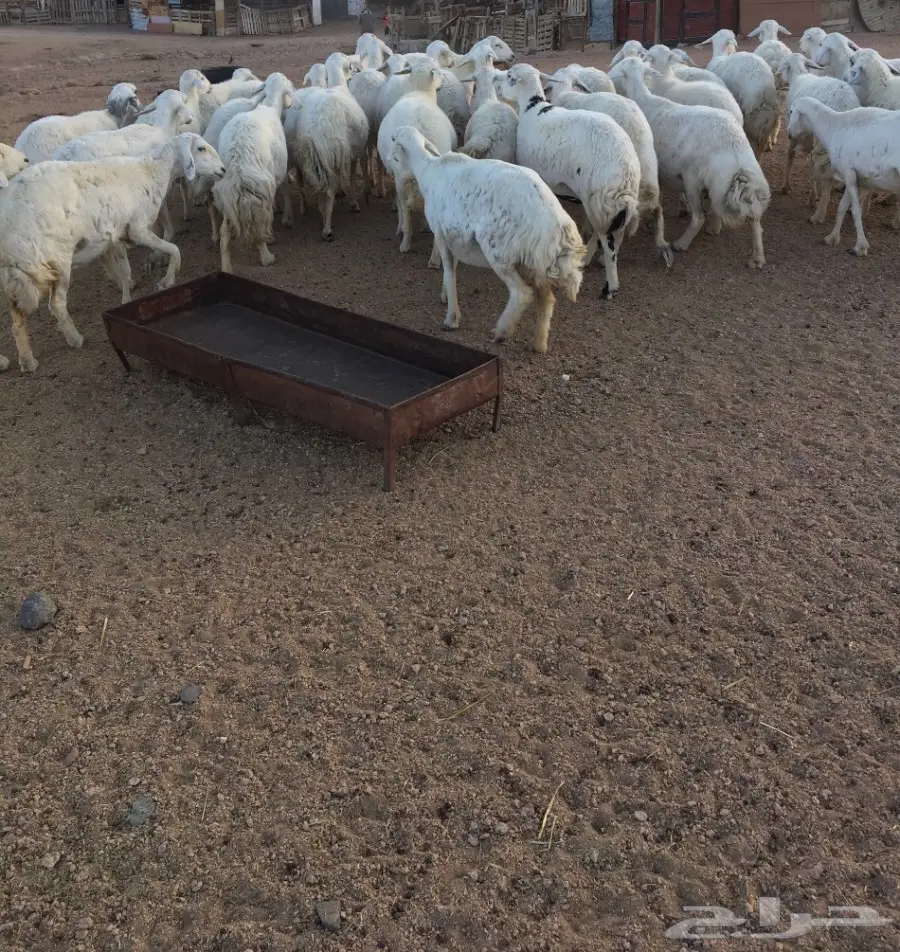 غنم العدد 45