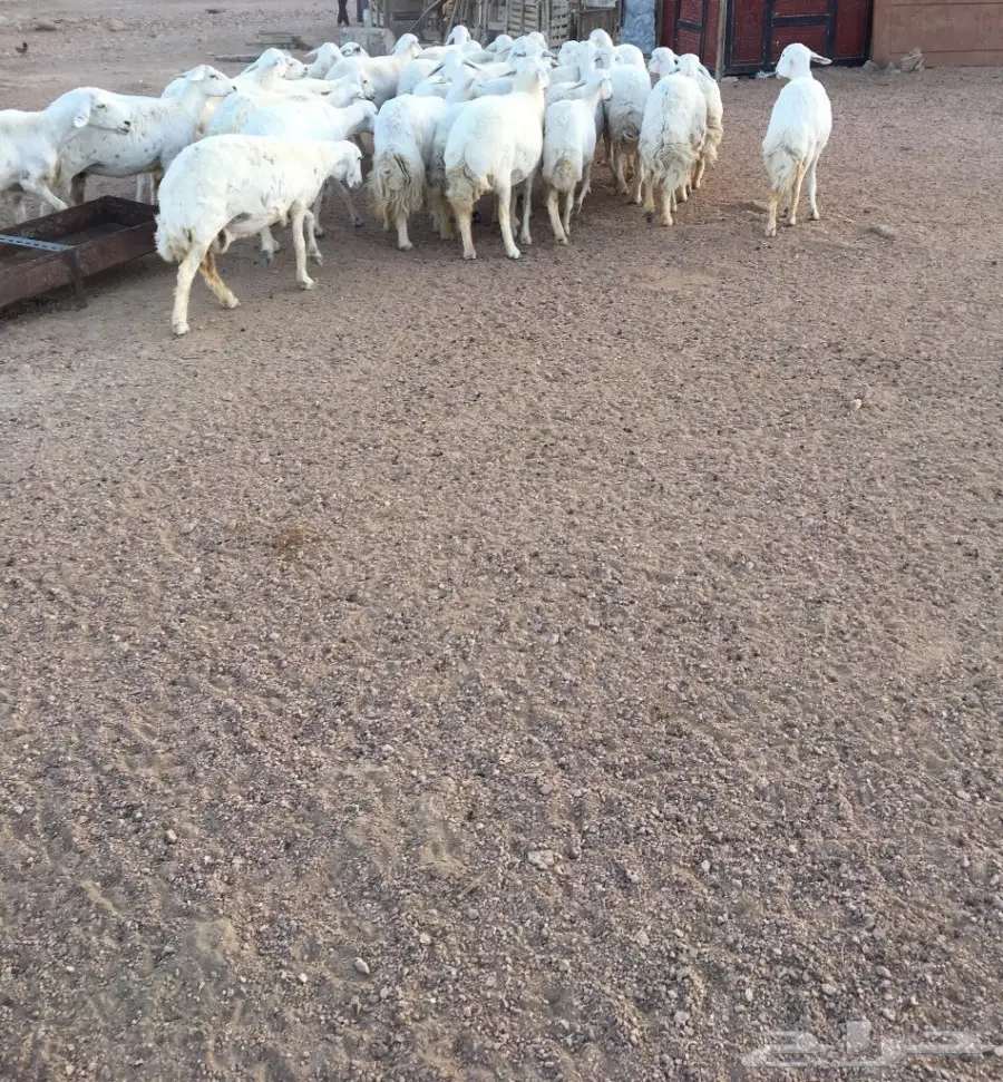 غنم العدد 45 (image 1)