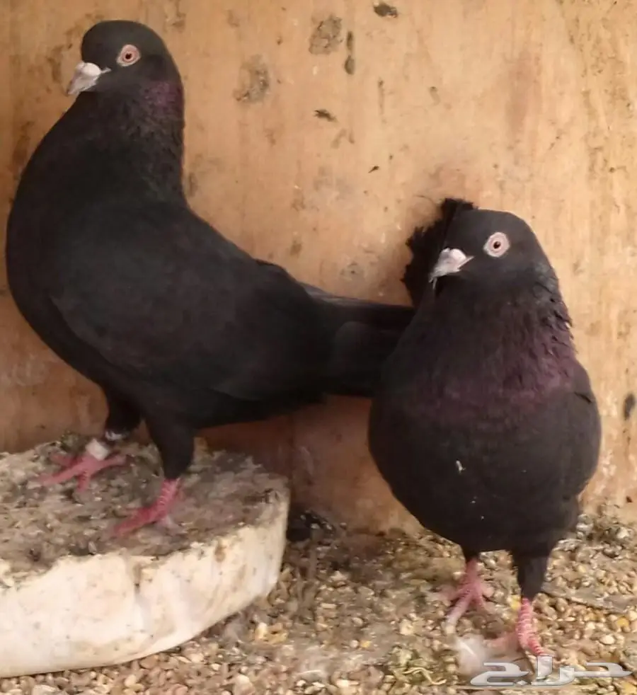 تعديل الاعلان زوجين قطيفي وذكر فرده مذيل (image 2)