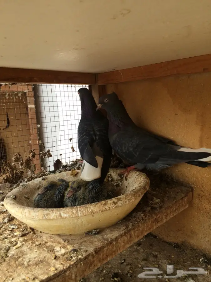 جوز لوت صافي ( أشعل ) (image 2)