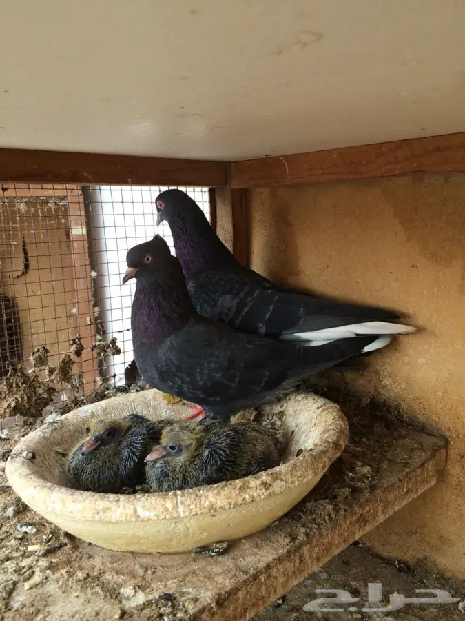 جوز لوت صافي ( أشعل ) (image 1)