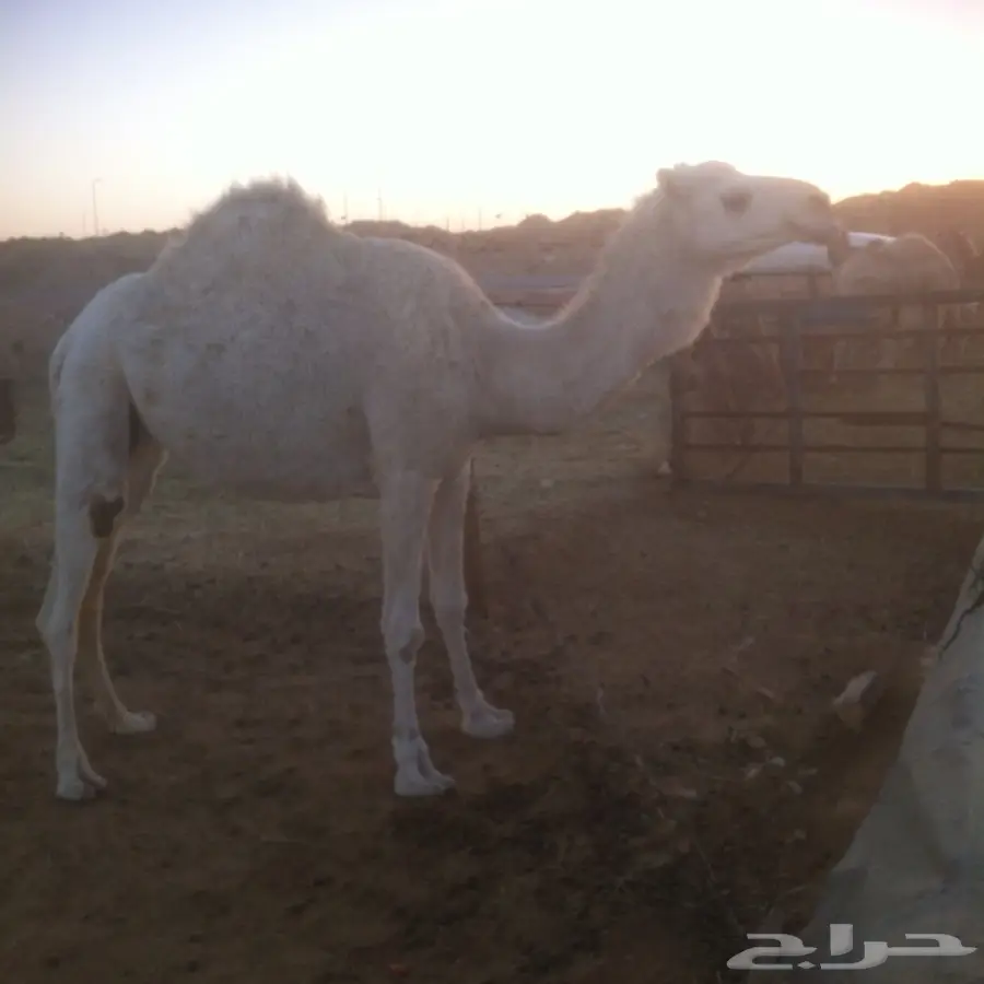 لقحه وضحاء بكر (image 2)