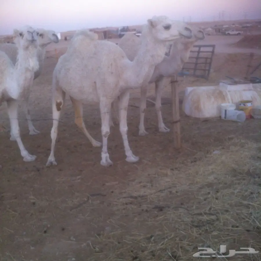 لقحه وضحاء بكر