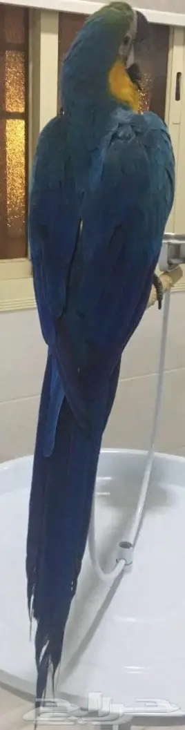 مكاو بغبغاء 