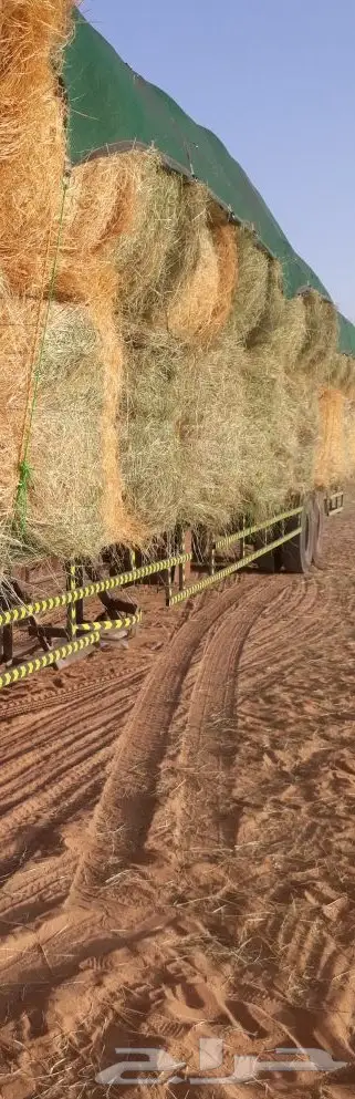 رودس للبيع حملة تريله 70حبه ناعم (image 2)