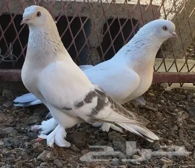 جوز وانثتين  (image 1)