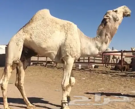 بعير من انتاج بعارين بن شوية