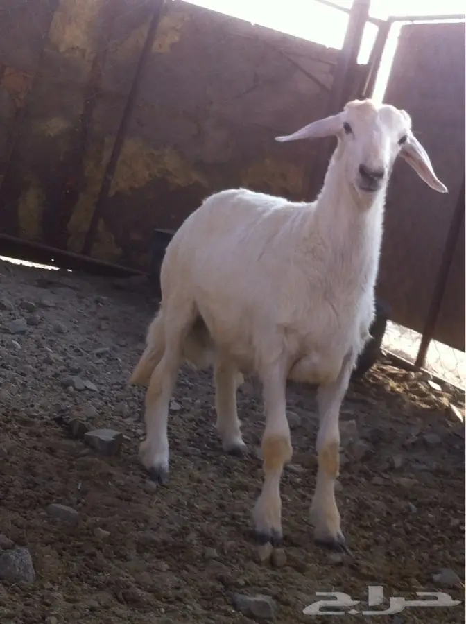 طلي حري للبيع (image 3)