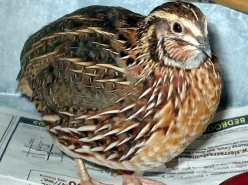 سمان جمله وتفريد 