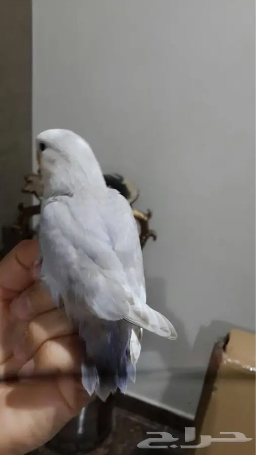 طير روز (image 1)