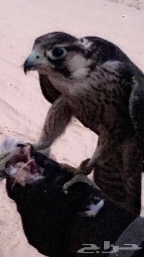 شيهانه للبيع (image 3)