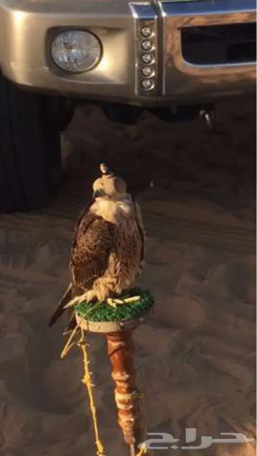شيهانه للبيع (image 1)