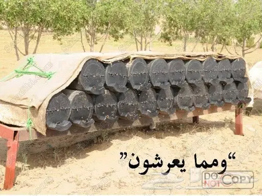 ابغى نحل للبيع  (image 1)