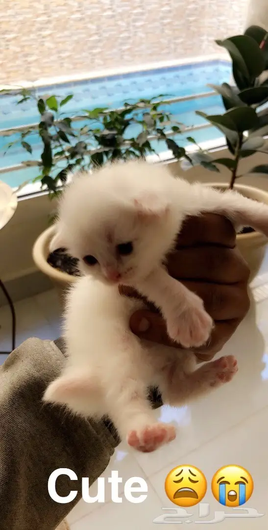 قطط للبيع 4 اسابيع العمر  (image 4)