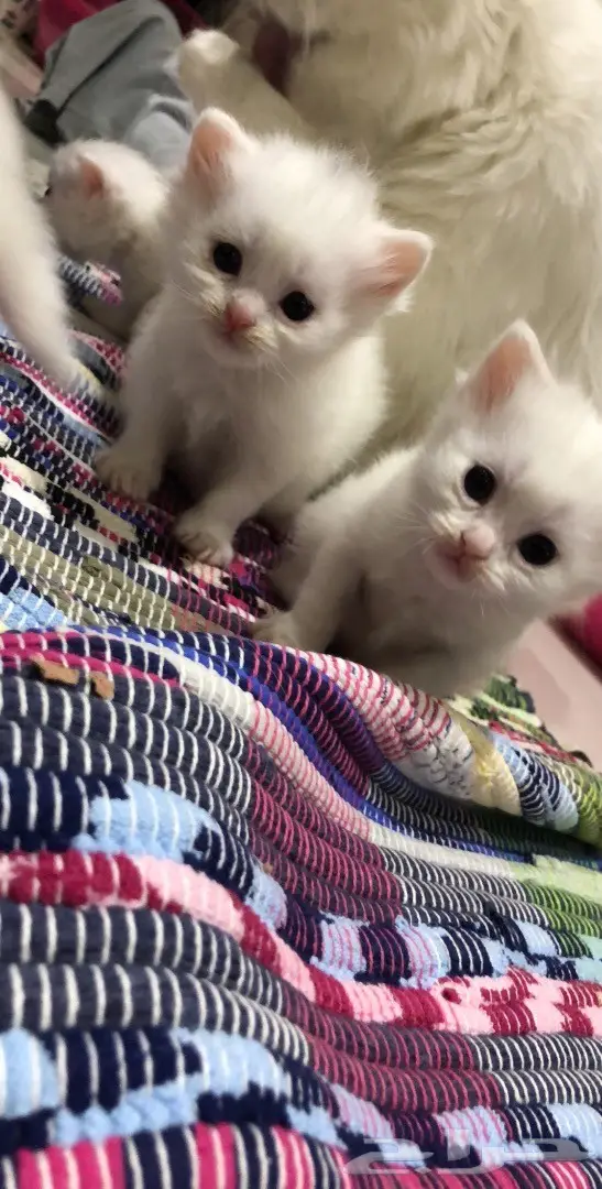 قطط للبيع 4 اسابيع العمر  (image 6)