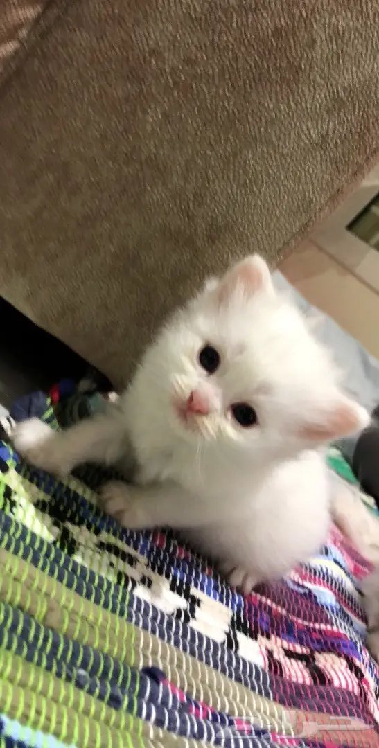 قطط للبيع 4 اسابيع العمر  (image 7)