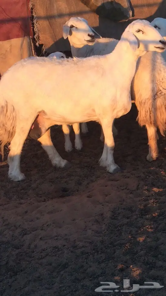 للبيع غنم حريات صنف  (image 6)