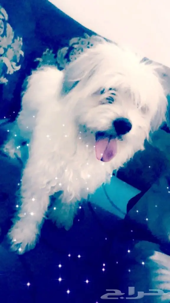 كلب مالتيز للبيع