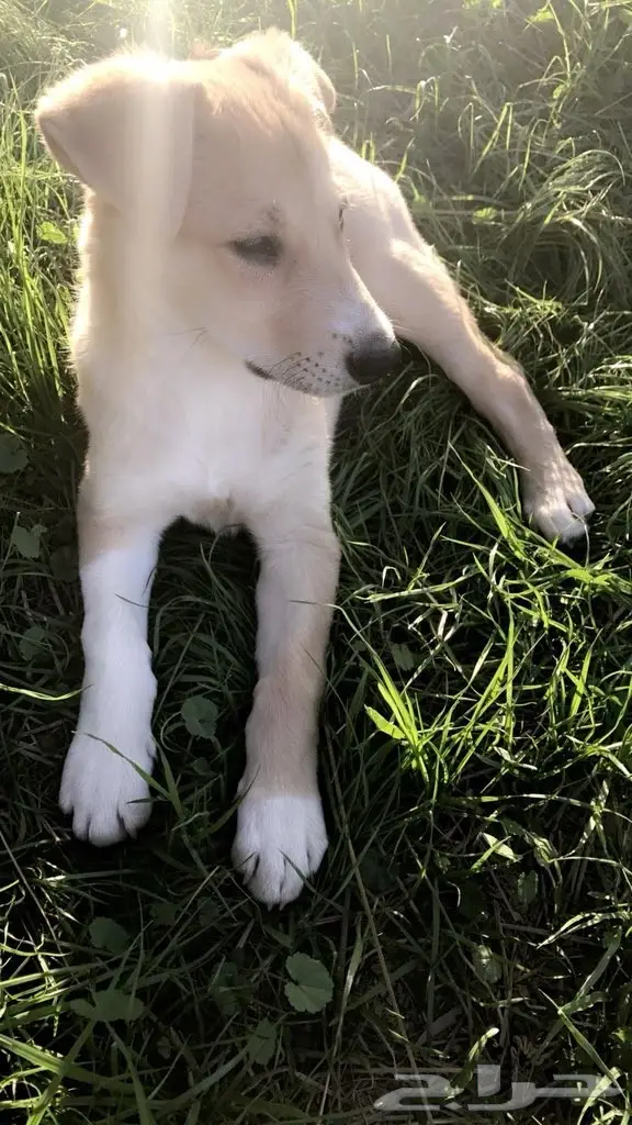 للبيع جرو كنعاني . 