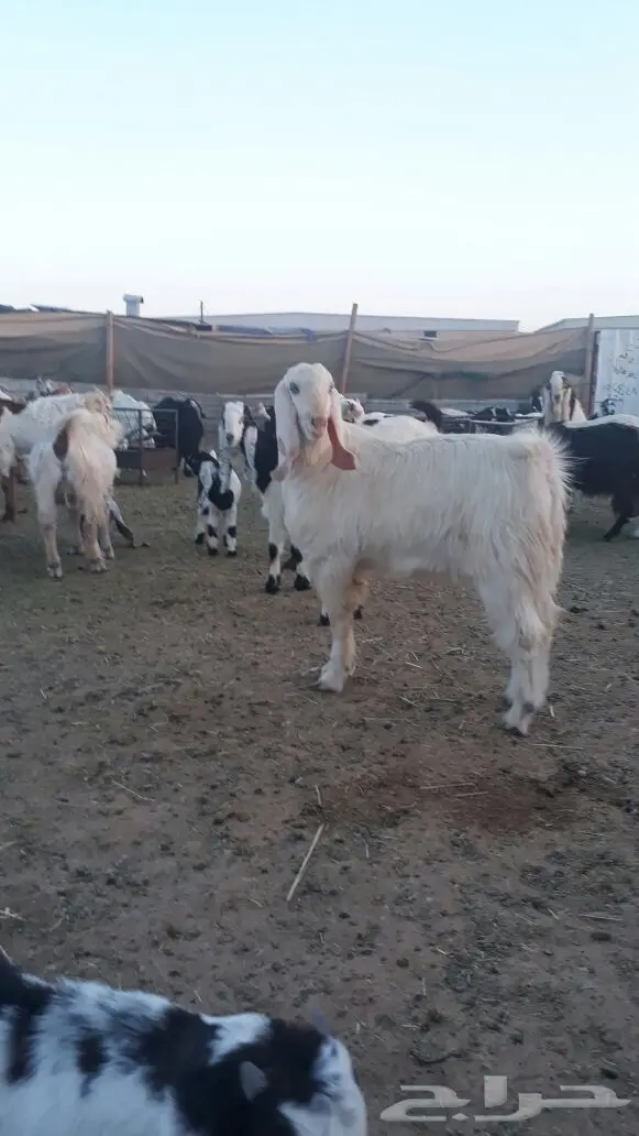 تيس مصري اجم