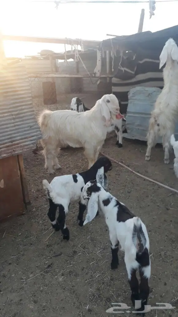 تيس مصري اجم (image 1)