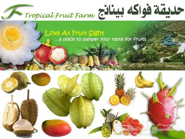 برنامج سياحى 15 يوم بماليزيا اربع نجوم لشخصين (image 33)