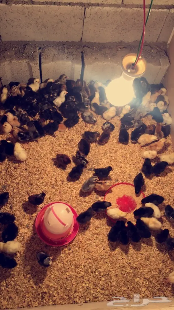 صوص بلدي  (image 1)