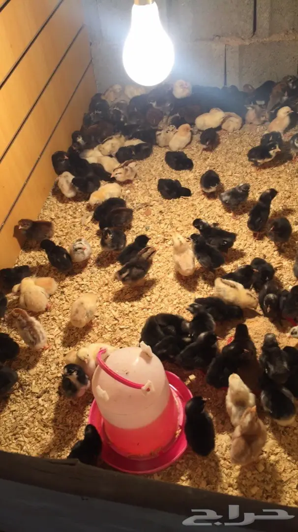 صوص بلدي  (image 2)