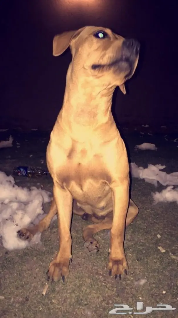 كلب بتبول للبيع  (image 2)