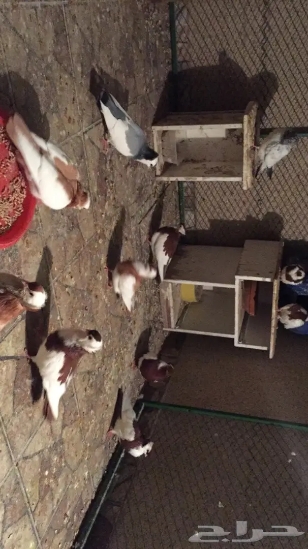 مجموعة حمام بلغاري للبيع (image 11)