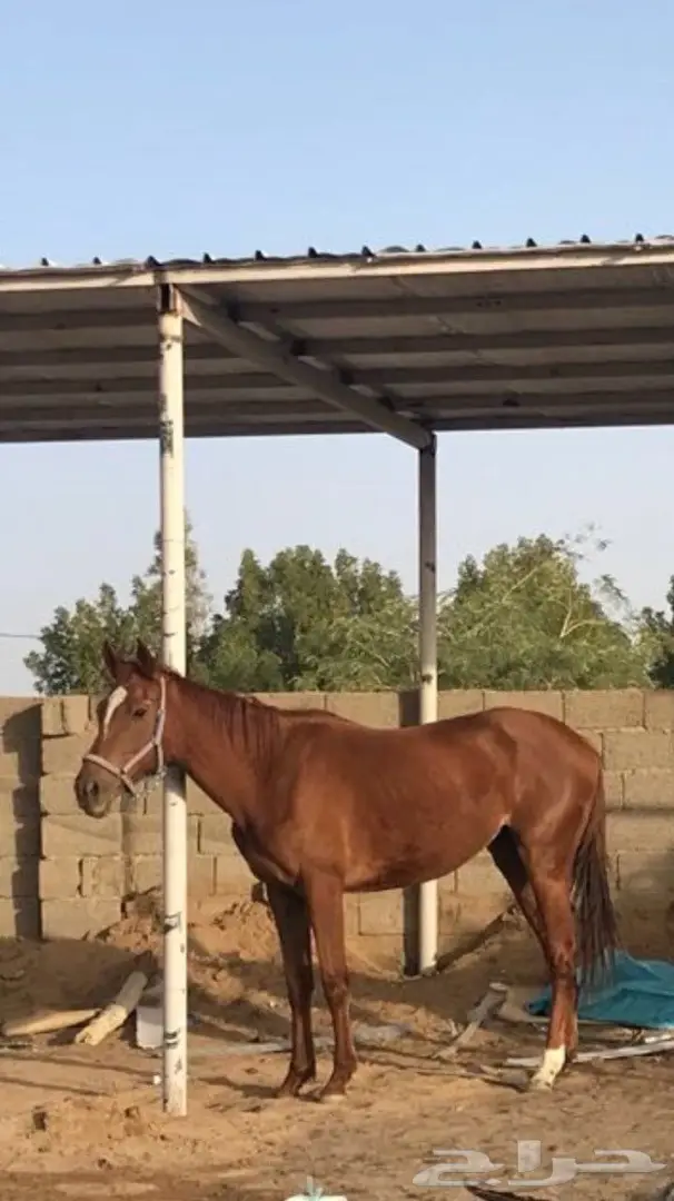 فرس شعبيه  (image 1)