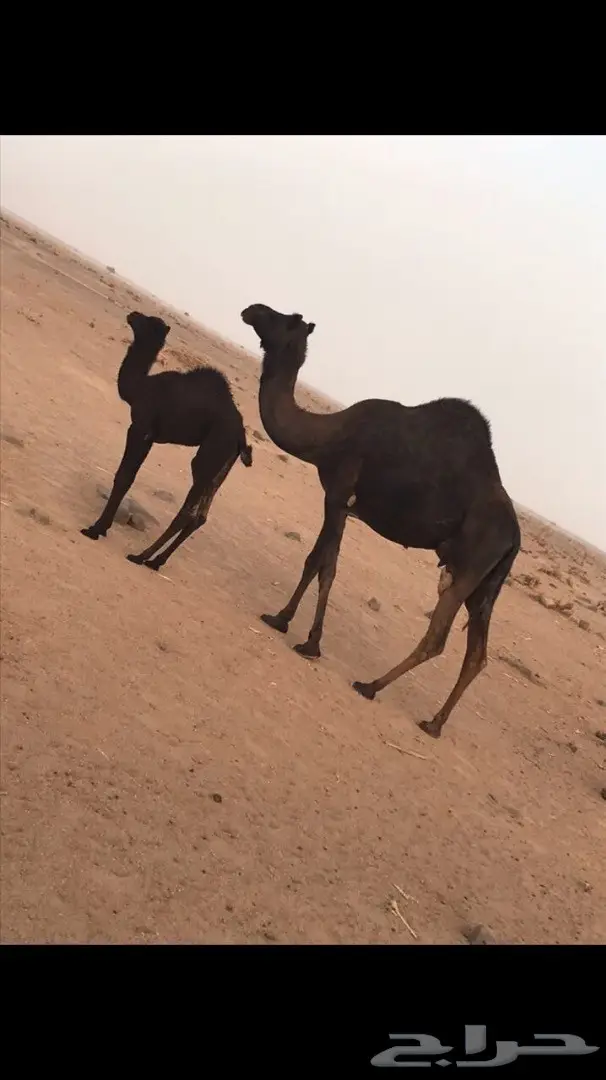 خلفة مجهم للبيع 2