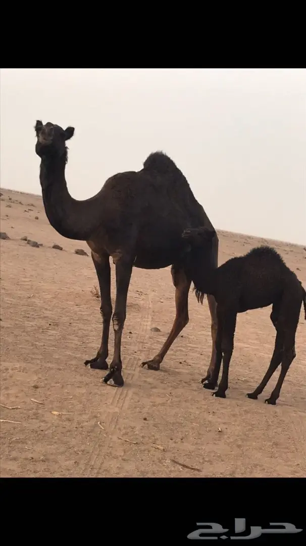 خلفة مجهم للبيع 2 (image 1)