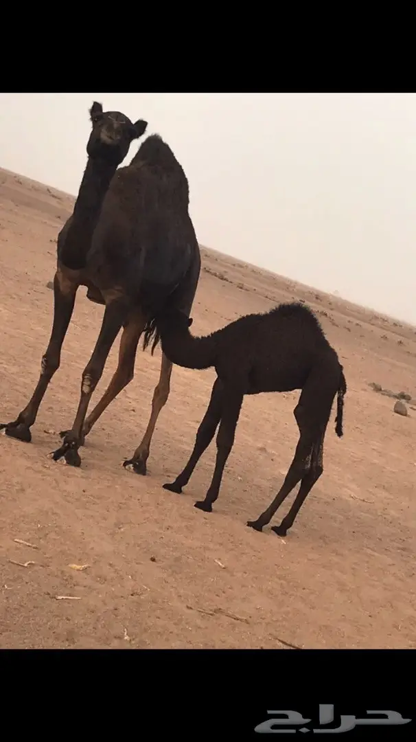 خلفة مجهم للبيع 2 (image 3)