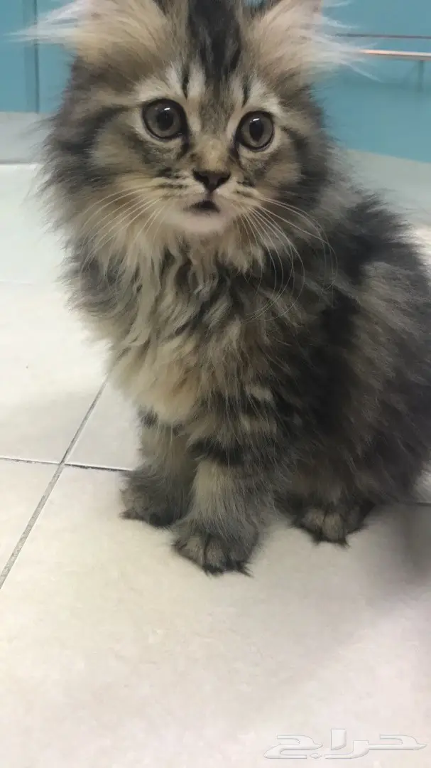 قطة شيرازية.