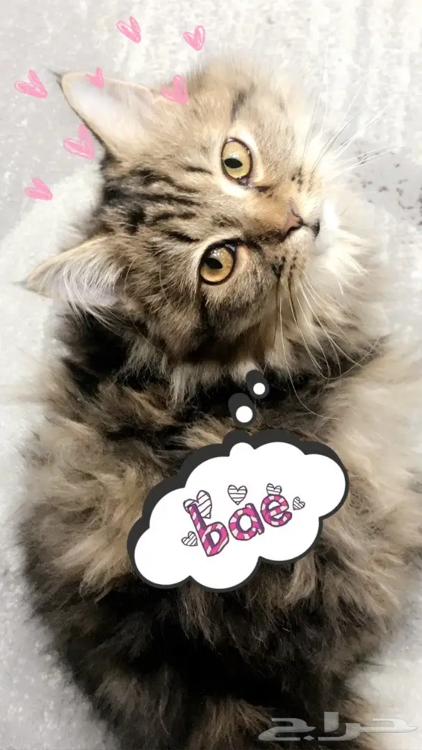 قطة شيرازية. (image 1)