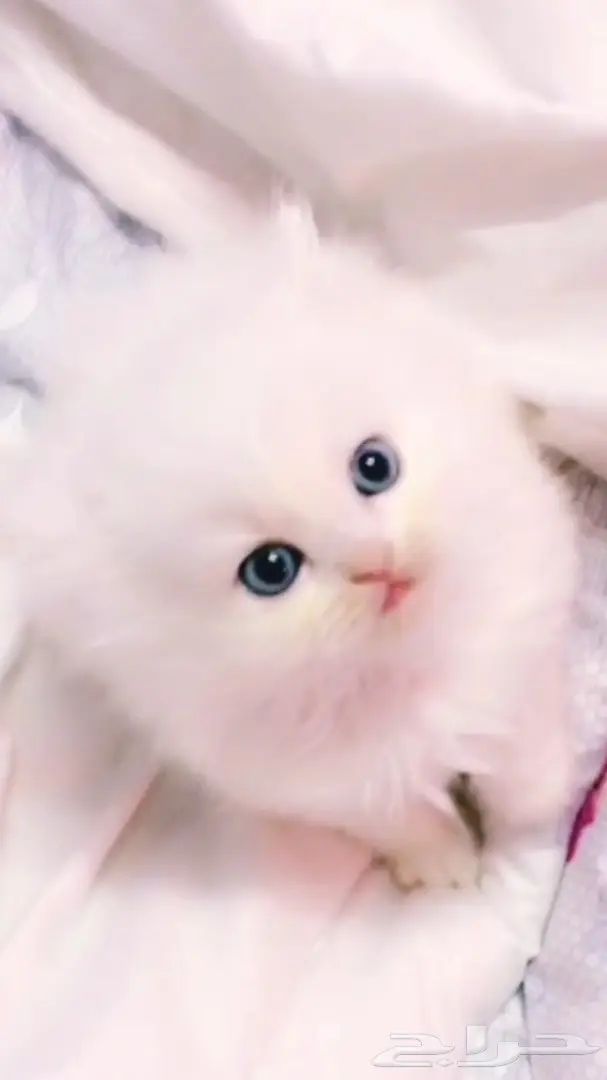 قط لعوب ولطيف