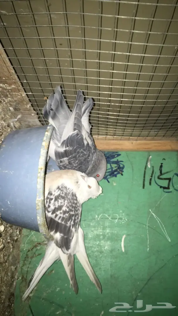 جوز تركي  (image 2)