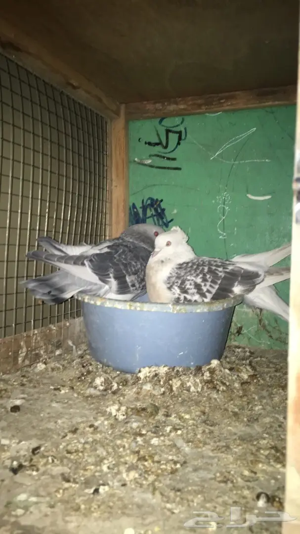 جوز تركي  (image 3)