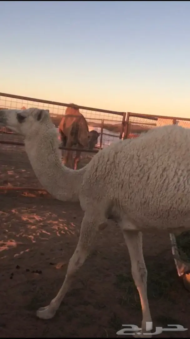 بكره مفروده وطيبه سالمه من جميع العذاريب