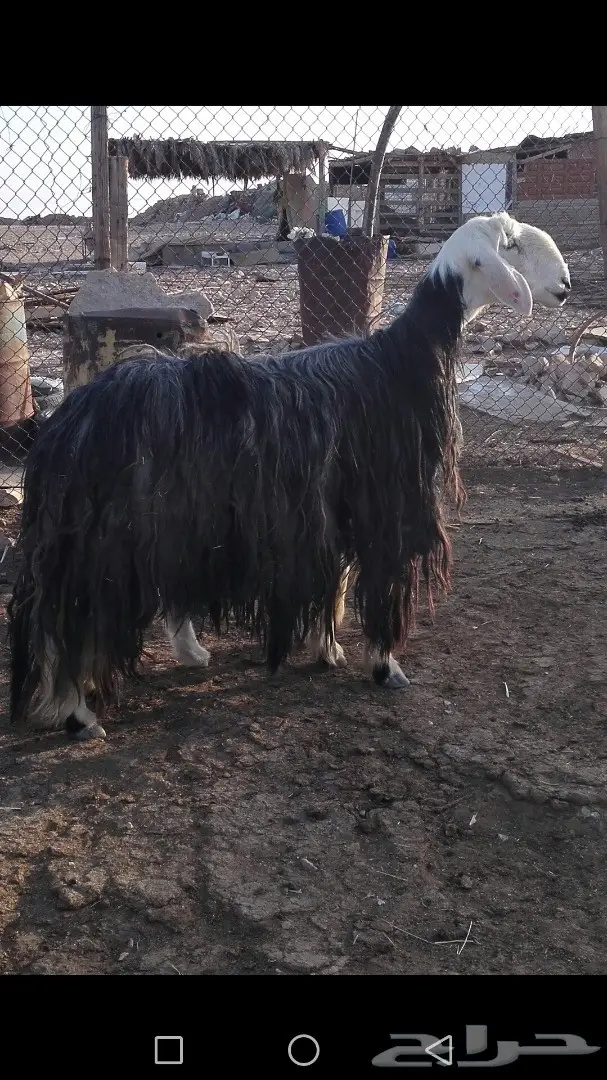 نجديه شاه فاااخره 