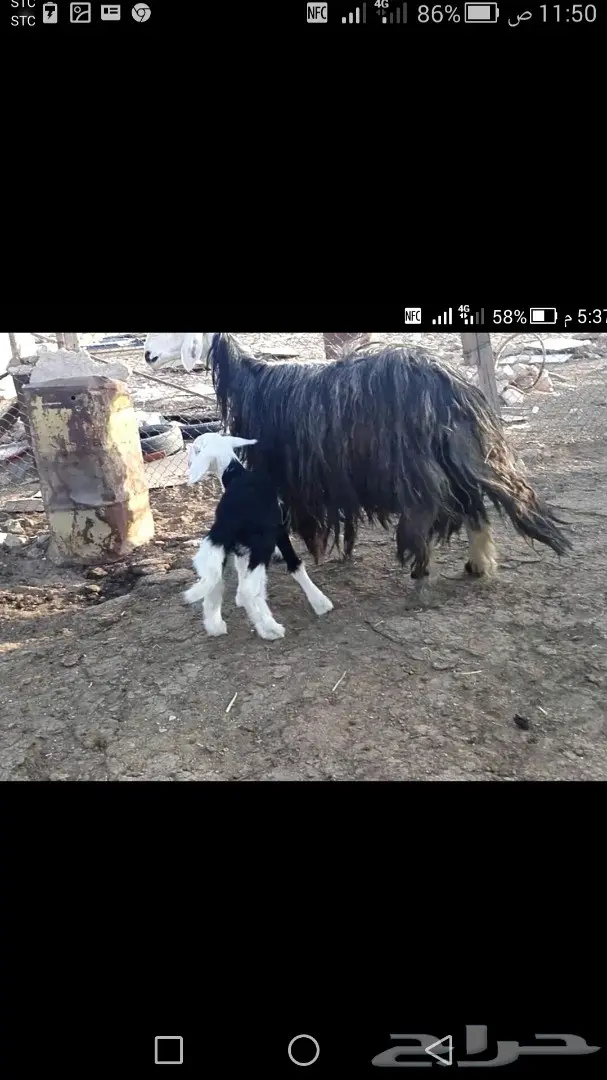 نجديه شاه فاااخره  (image 5)