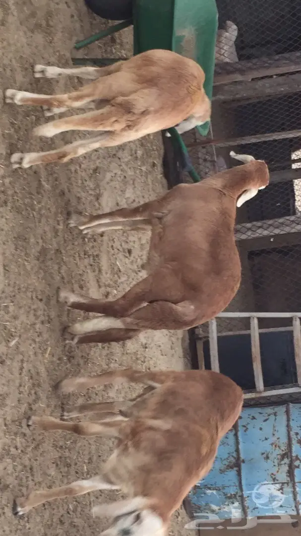سواكني ذبايح (image 2)