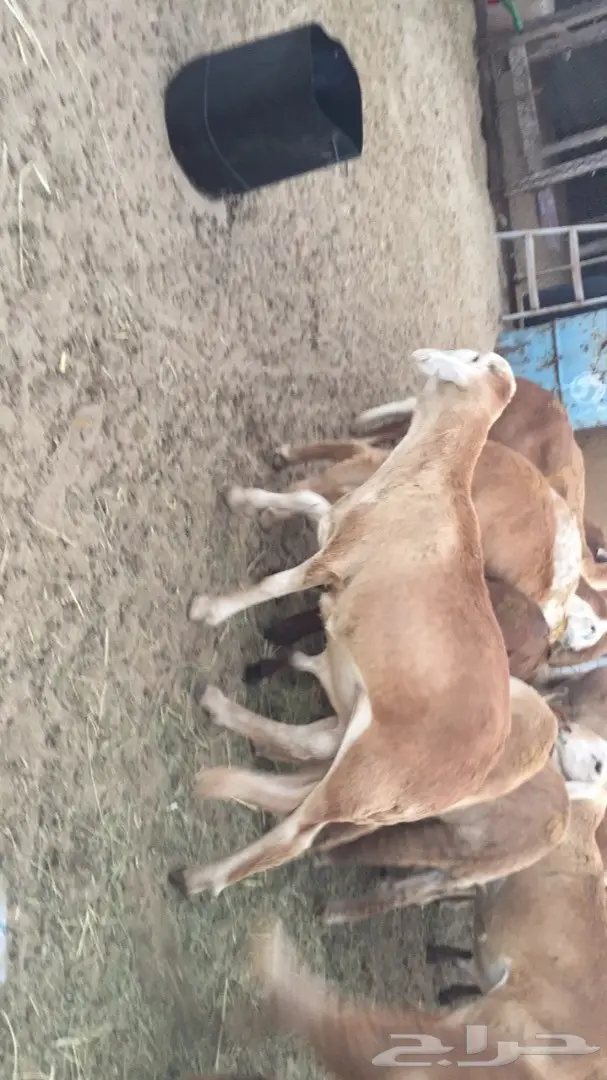سواكني ذبايح (image 3)