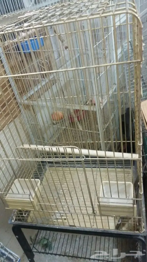 اقفاص انتاج للطيور 601 (image 8)