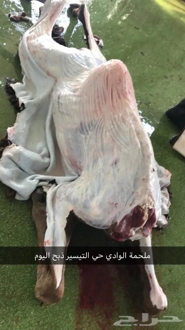 حاشي بلدي على الشرط ملحمة الوادي حي التيسير (image 1)